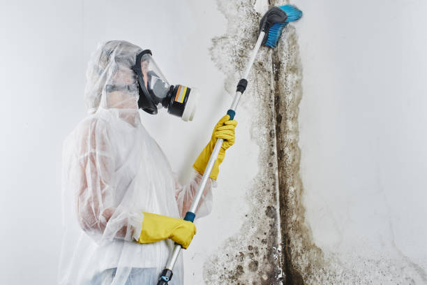 Best Attic Mold Removal  in Downey, CA