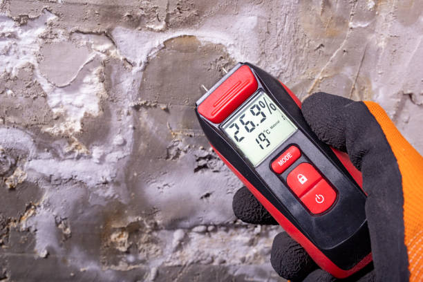 Best Fast Mold Removal  in Downey, CA