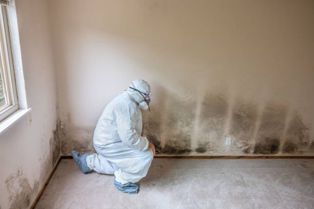 Best Toxic Mold Removal  in Downey, CA