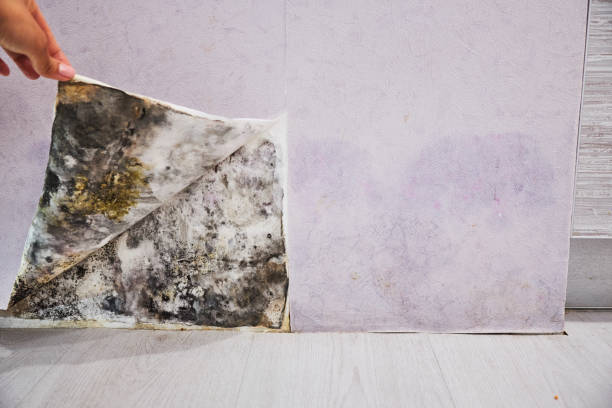 Best Commercial Mold Removal  in Downey, CA